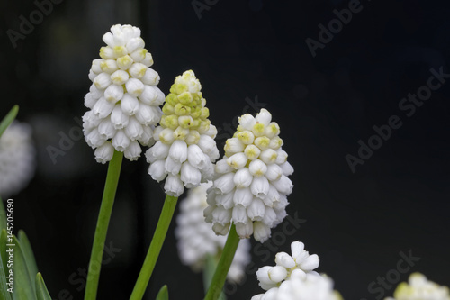 white grape hyacinths with textspace for greeting cards