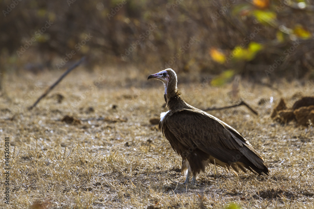 Hooded vulture in Kruger National park, South Africa Hooded vulture in Kruger National park, South Africa