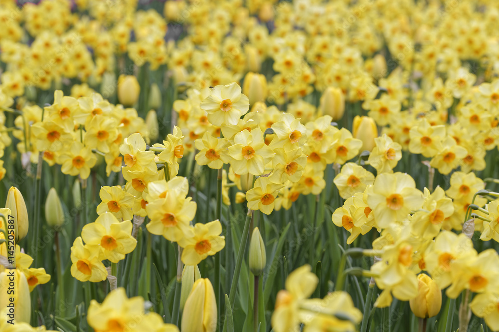 Obraz premium lent lily field