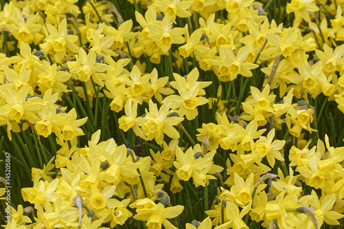 Fototapeta Naklejka Na Ścianę i Meble -  lent lily field