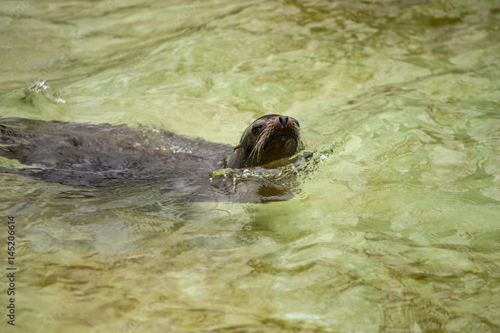 Obraz premium Sea dog swimming at zoo in Berlin
