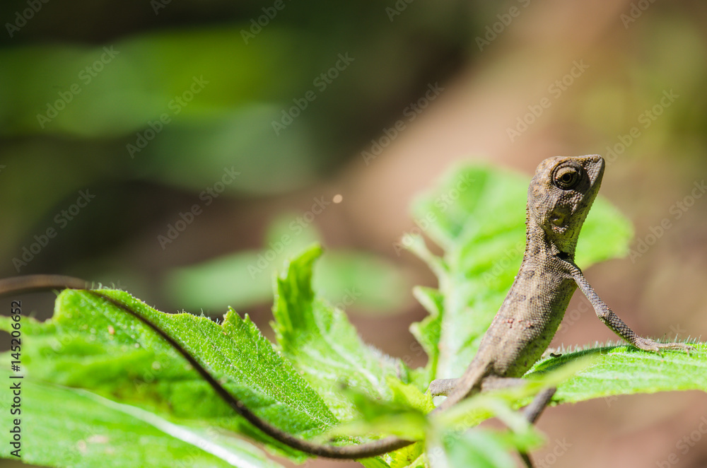 Changeable lizard on leaf, shallow depth of field, focus on the head Changeable lizard on leaf, shallow depth of field, focus on the head