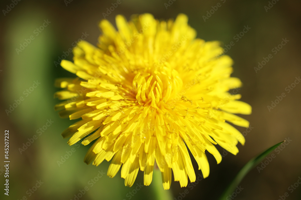 Spring dandelions on a green background. Daylight. Close-up Spring dandelions on a green background. Daylight. Close-up