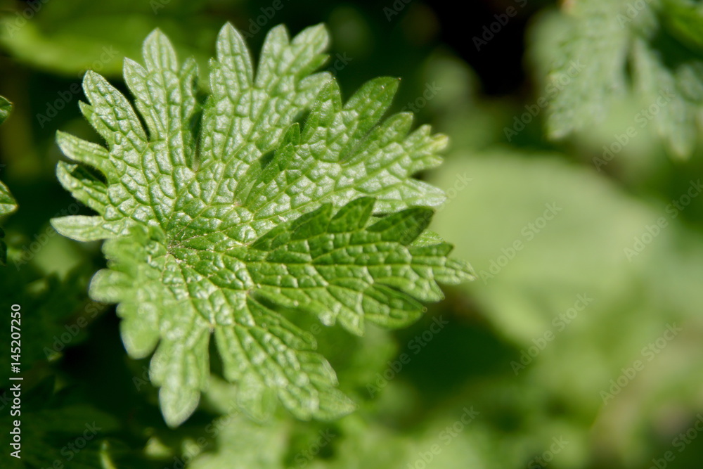 beautiful green leaf close-up. beautiful green leaf close-up.