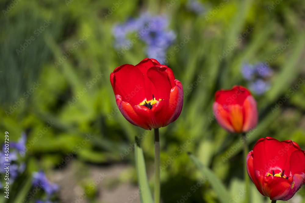 Close up of part of tulip flower. Big close up of spring tulip Close up of part of tulip flower. Big close up of spring tulip