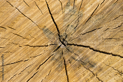the texture of wood logs.Stylish Wooden background