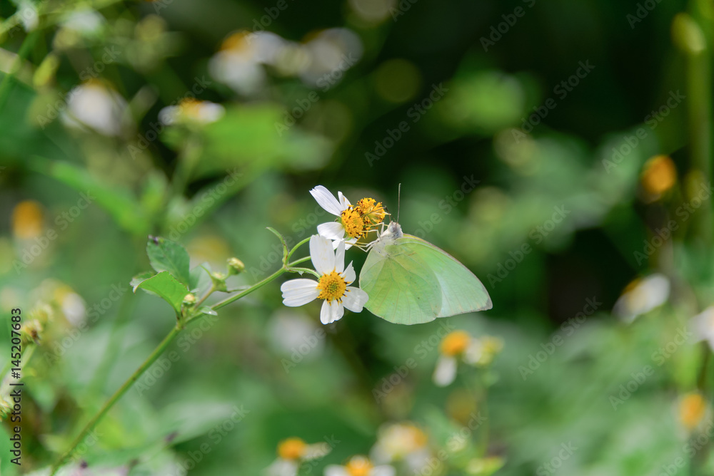 Yellow butterfly eating dew on the white flower Yellow butterfly eating dew on the white flower