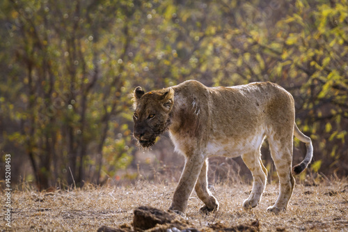 African lion in Kruger National park  South Africa
