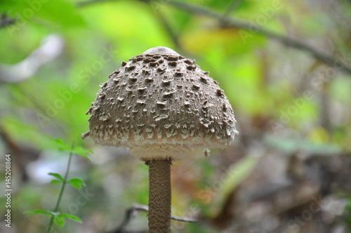 Parasol Macrolepiota procera edible mushroom. Great fruit body of parasol mushroom (Macrolepiota procera)