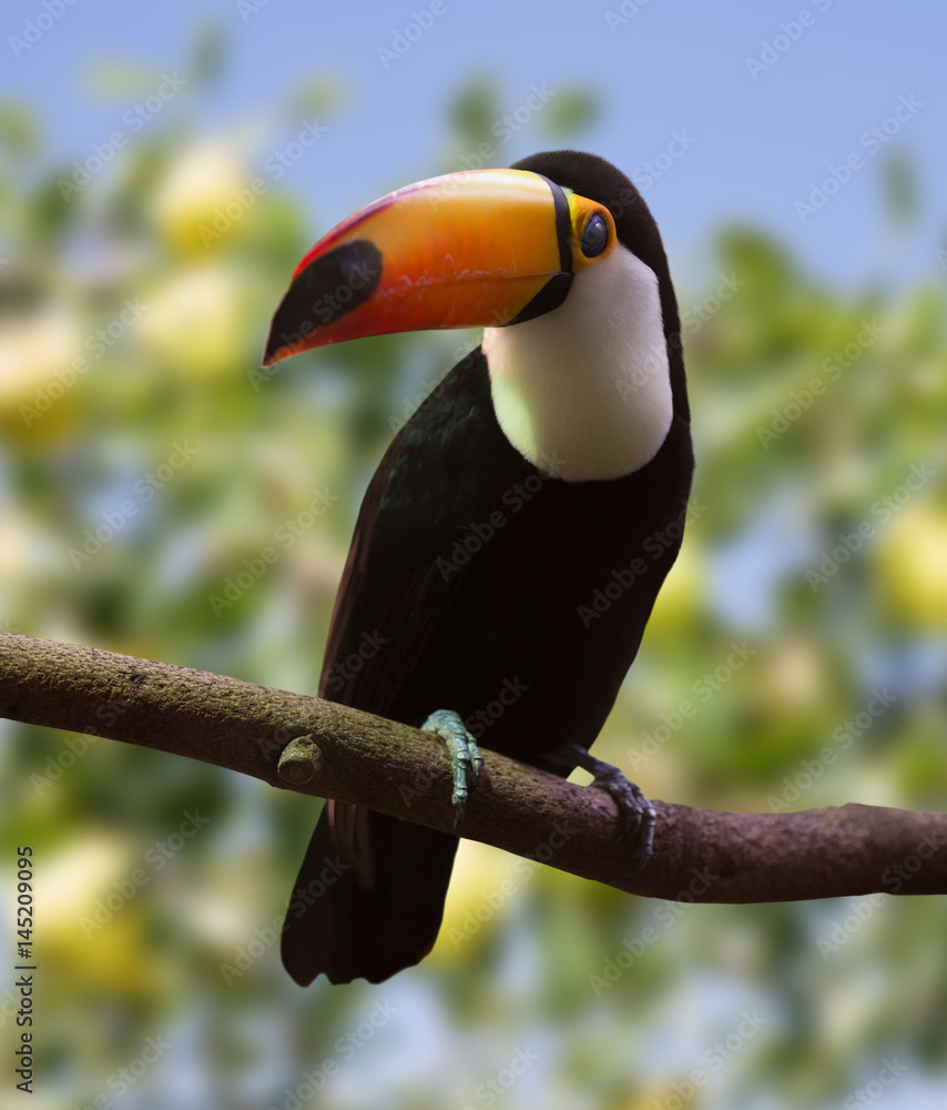 Toucan in forest area StockFoto Adobe Stock