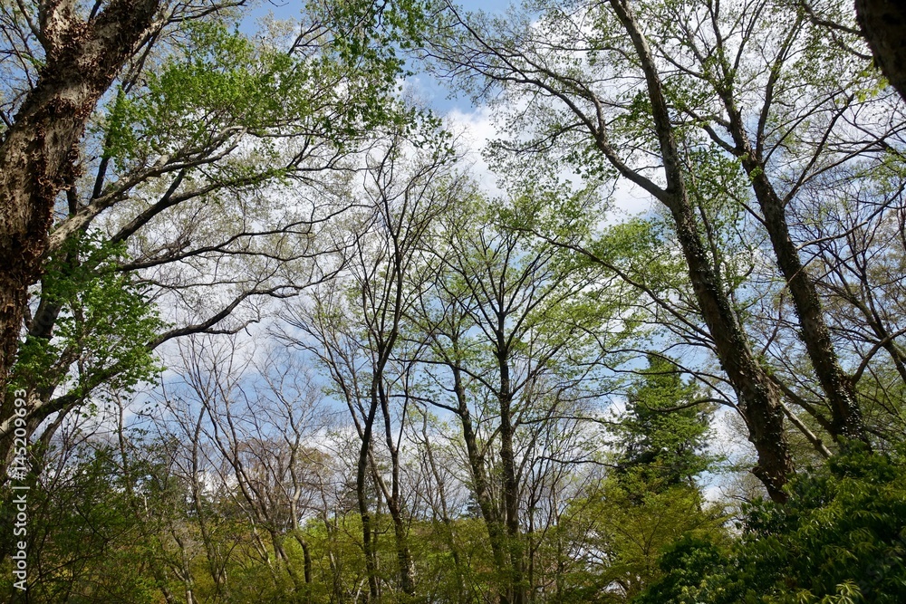 Fototapeta premium 神代植物公園の新緑