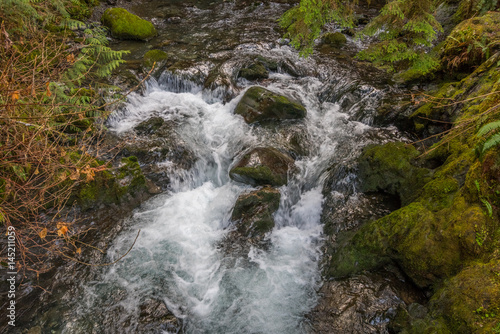 Scenic creek in the beautiful green forest. HOH RAIN FOREST  Olympic National Park  Washington state  USA