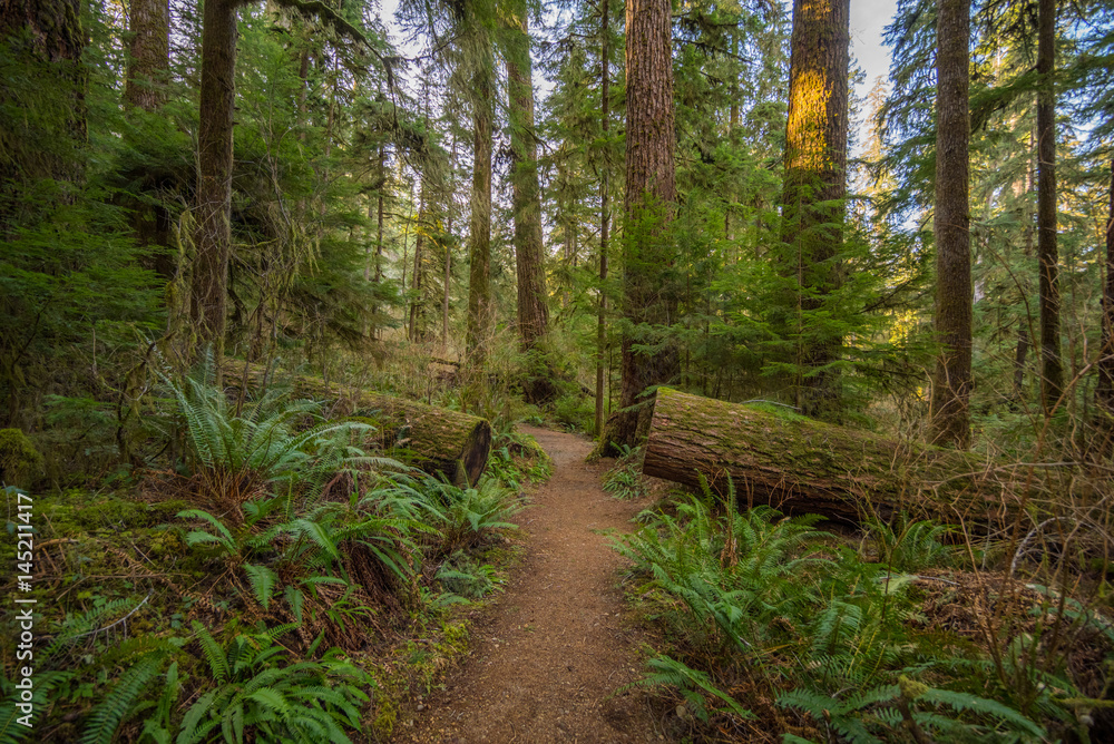 The trunk of a fallen tree in a forest. Huge logs overgrown with green moss and fern lie in the forest. HOH RAIN FOREST, Olympic National Park, Washington state, USA