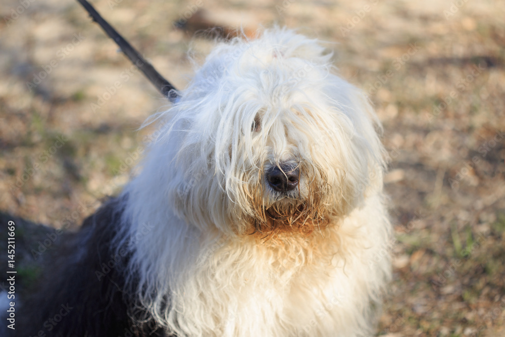 Very big very shaggy, faithful, kind service dog.