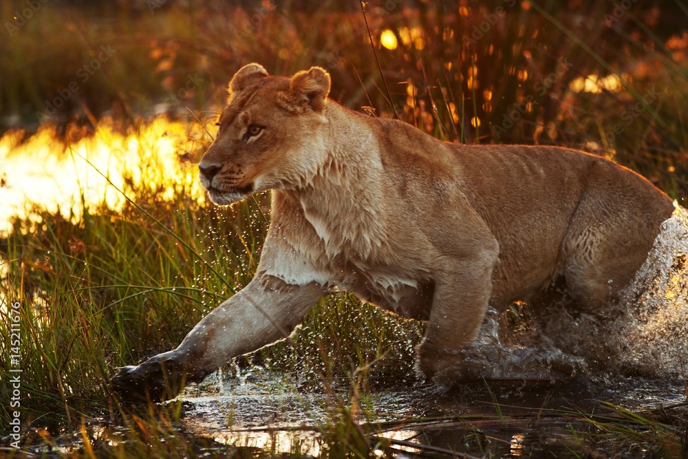 Fototapeta premium lion