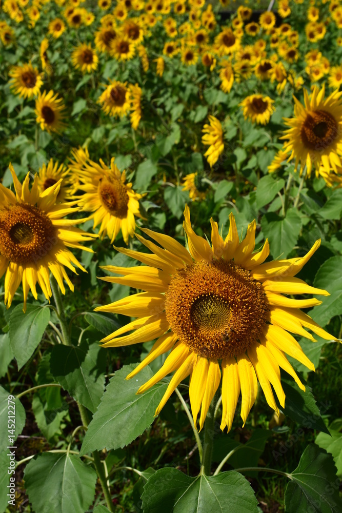 Naklejka premium ヒマワリ