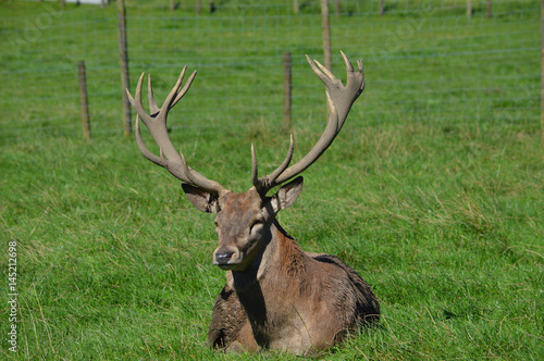 Stag sat in field