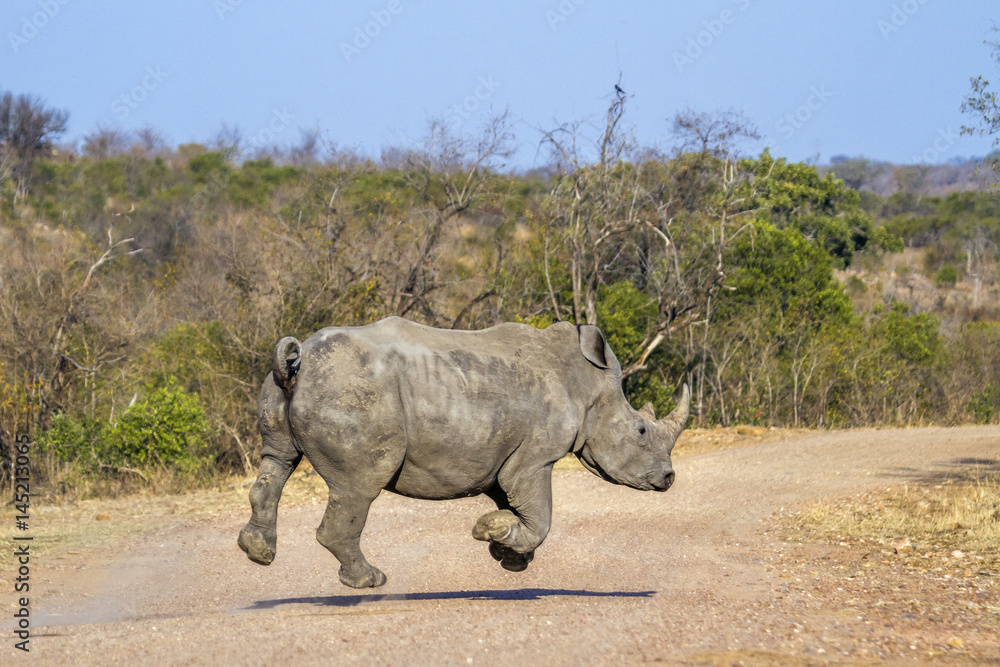 Fototapeta premium Southern white rhinoceros in Kruger National park, South Africa