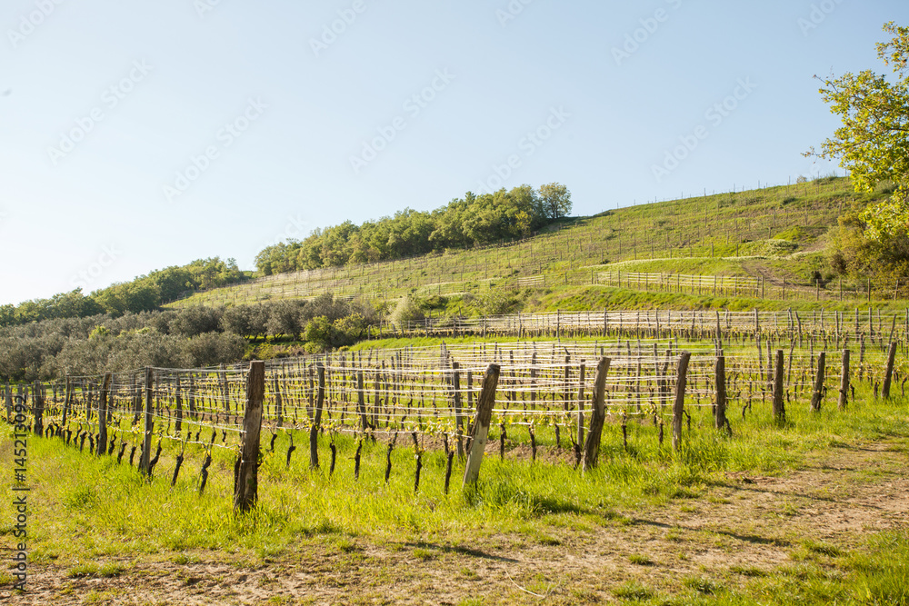 Vineyards in spring in Slovenia.