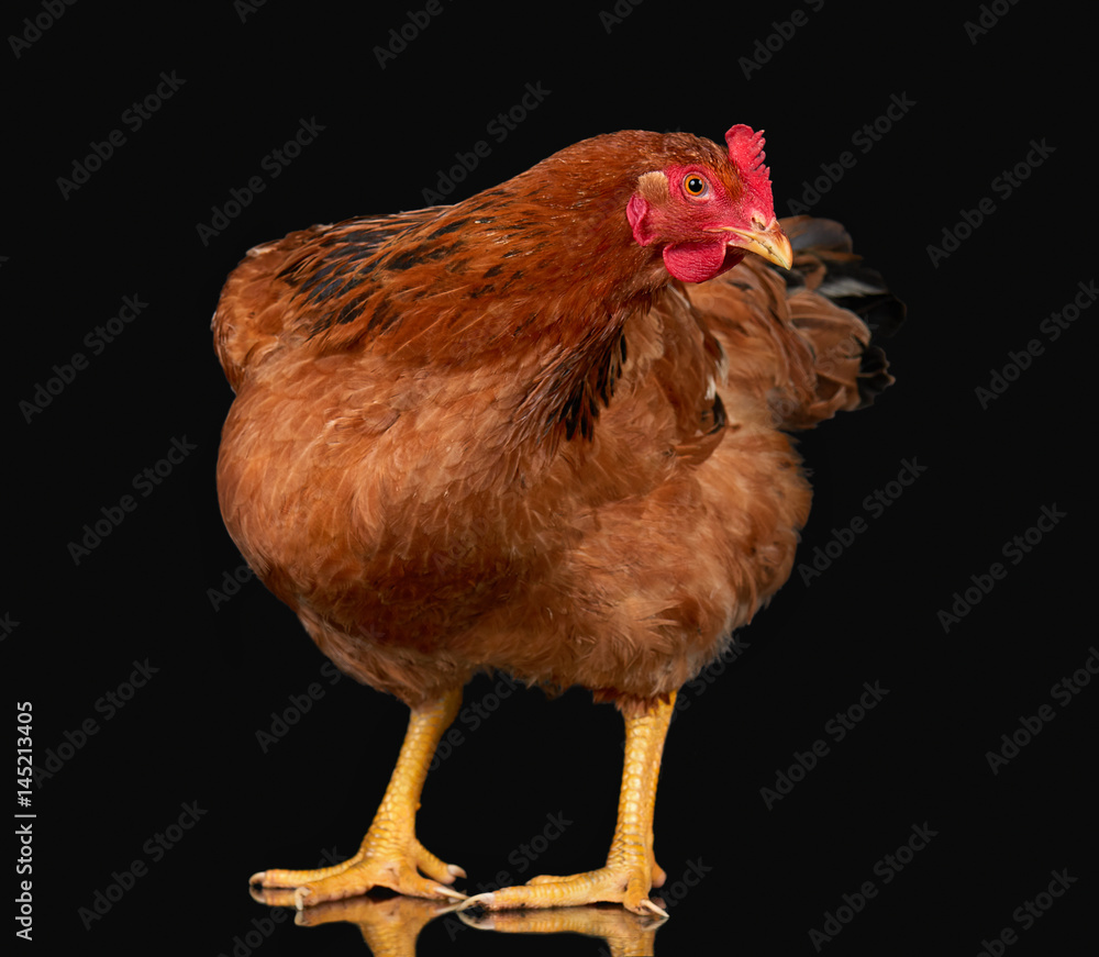 Fototapeta premium Chicken posing on black background isolated, one closeup animal