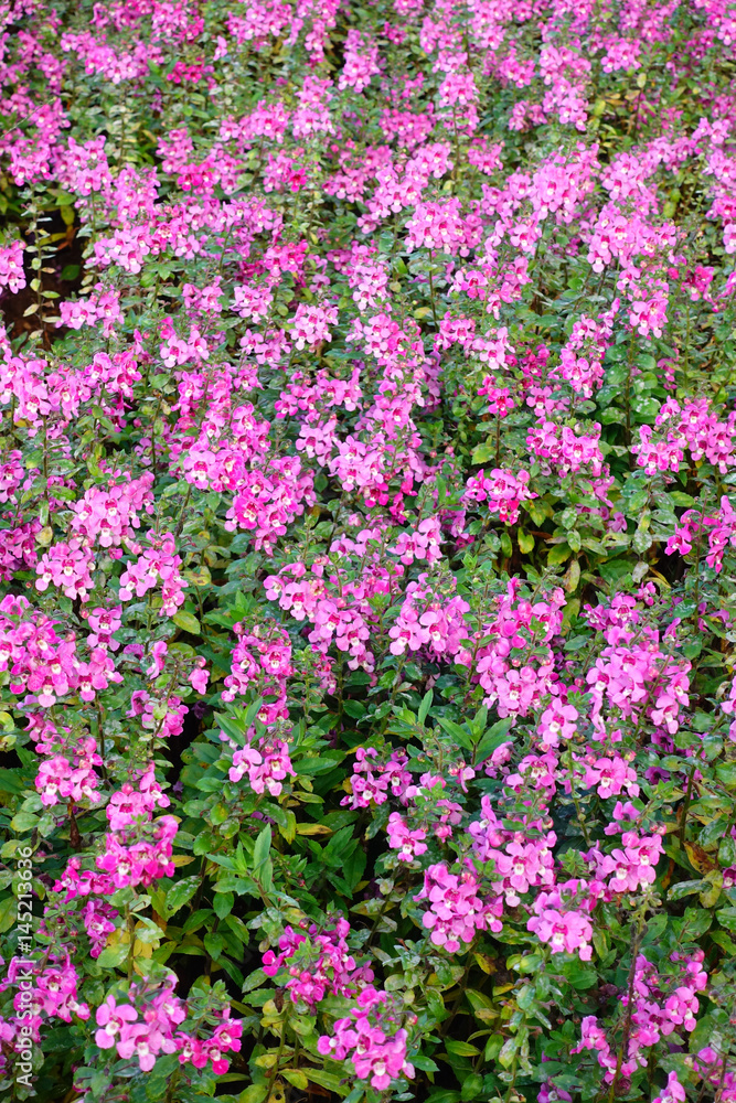 beautiful cosmos flowers in the garden beautiful cosmos flowers in the garden