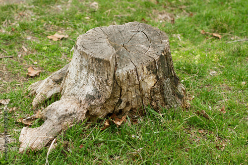 Old stump in the grass