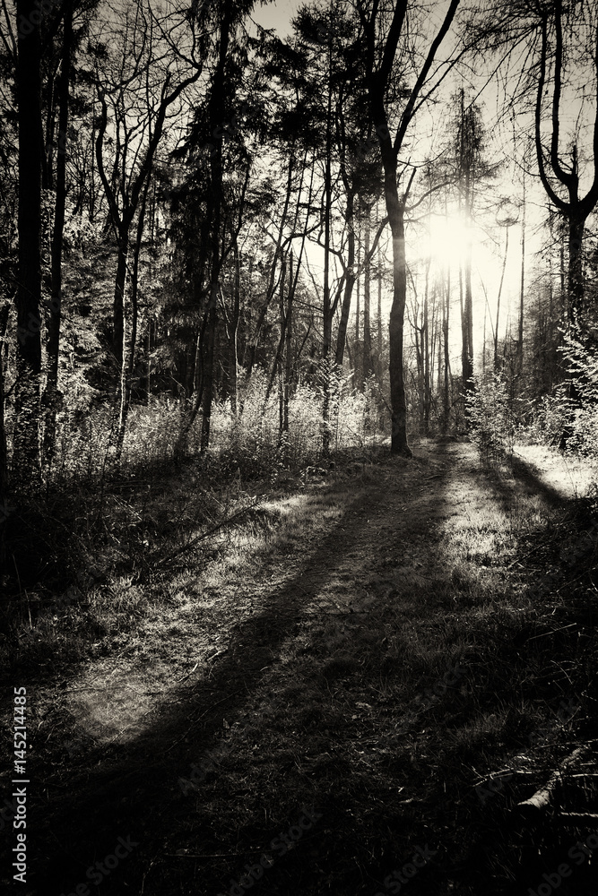 Low sun through trees in the woods Low sun through trees in the woods