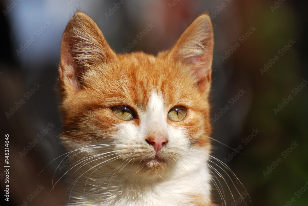 Yellow and white farm kitten. Yellow cat portrait
