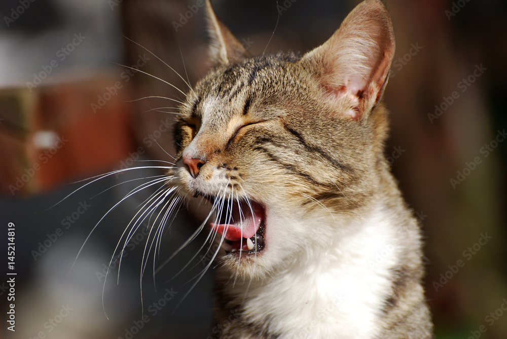 Portrait of yawning cat . Kitten opened his mouth like a lion.