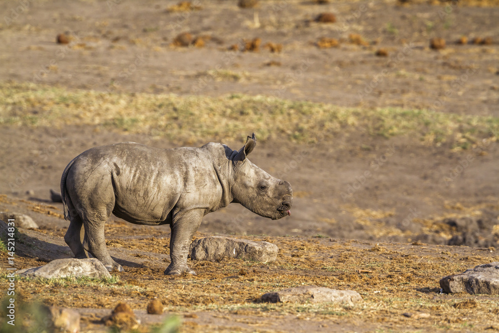Southern white rhinoceros in Kruger National park, South Africa Southern white rhinoceros in Kruger National park, South Africa