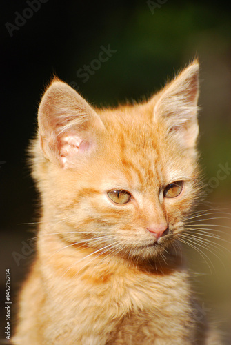 Portrait of a little yellow-orange newborn kitten