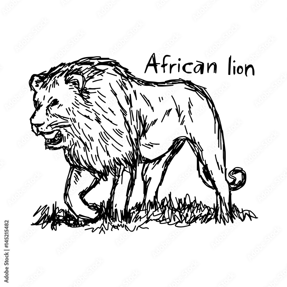 Obraz premium angry african lion walking - vector illustration sketch hand drawn with black lines, isolated on white background