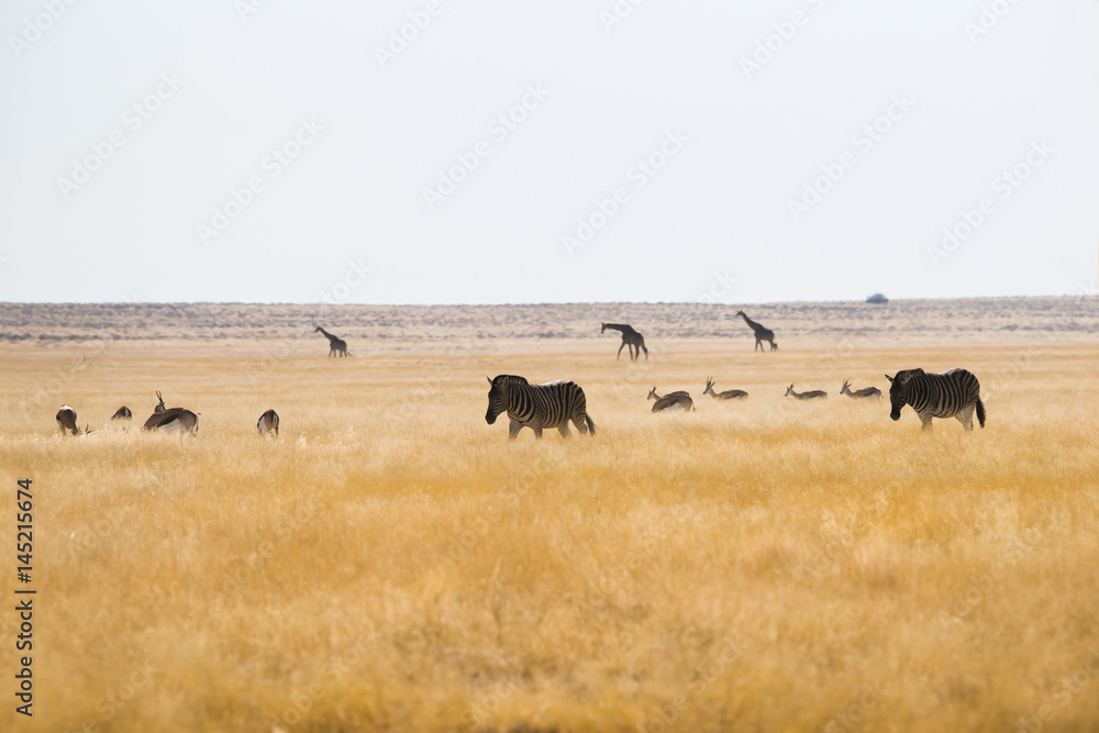 A typical landscape in Etosha. Giraffes, springboks and zebras in boundless african savanna. Namibia, Africa A typical landscape in Etosha. Giraffes, springboks and zebras in boundless african savanna. Namibia, Africa