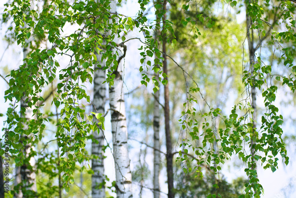 Fototapeta premium Młode szczupłe cienkie brzozy na wiosnę w lesie. Gałęzie brzozy z młodymi soczystymi liśćmi w letnim słońcu na świeżym powietrzu.