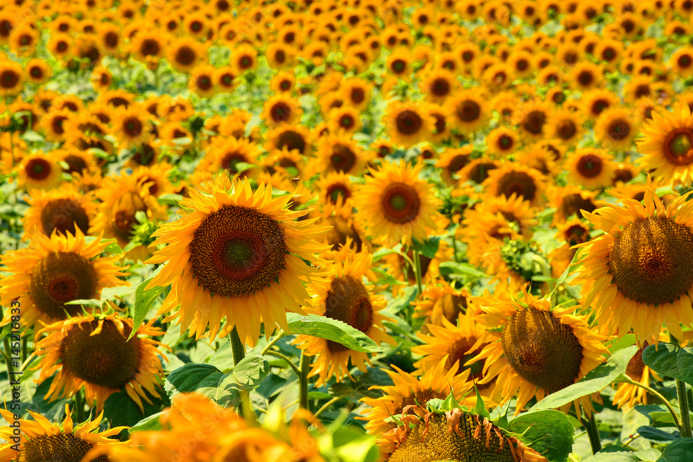 Obraz premium nice and warm in summer field with blooming sunflower blossoms 