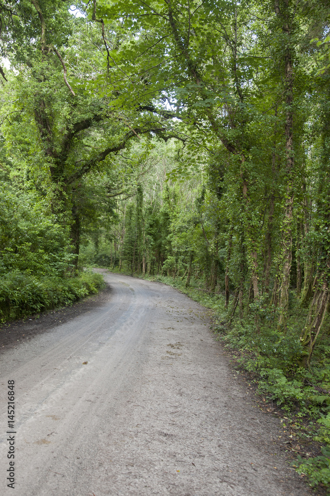 Obraz premium Killarney National Park; County Kerry