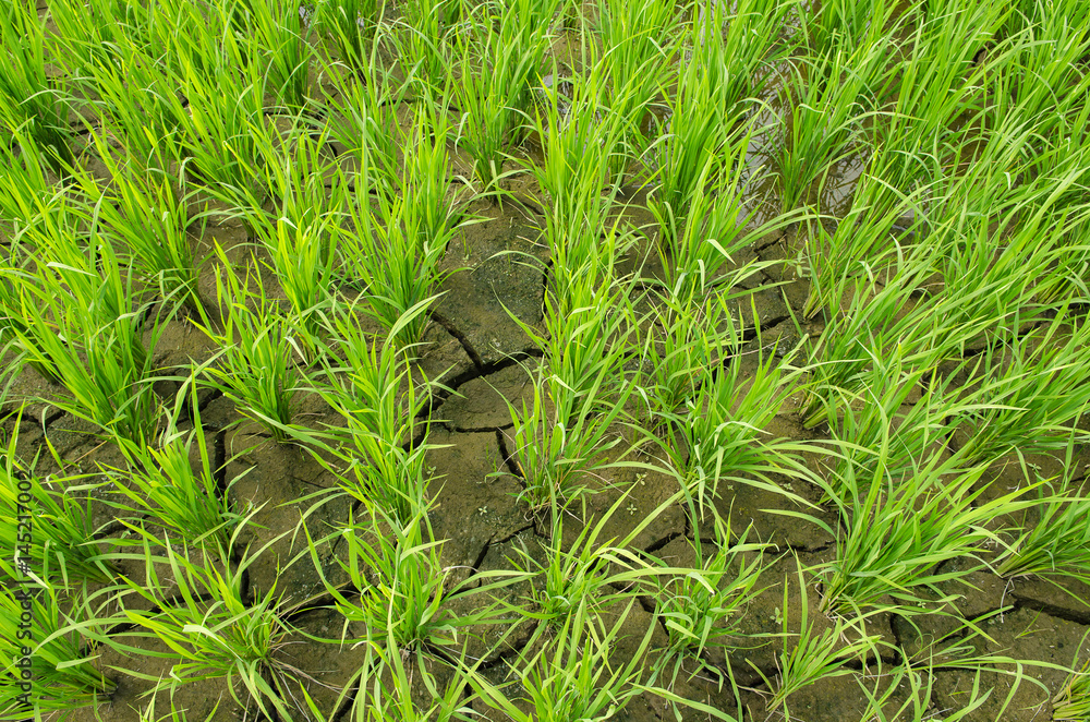 the beautiful rice field , Chaingmai ,Thailand