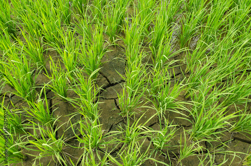 the beautiful rice field   Chaingmai  Thailand