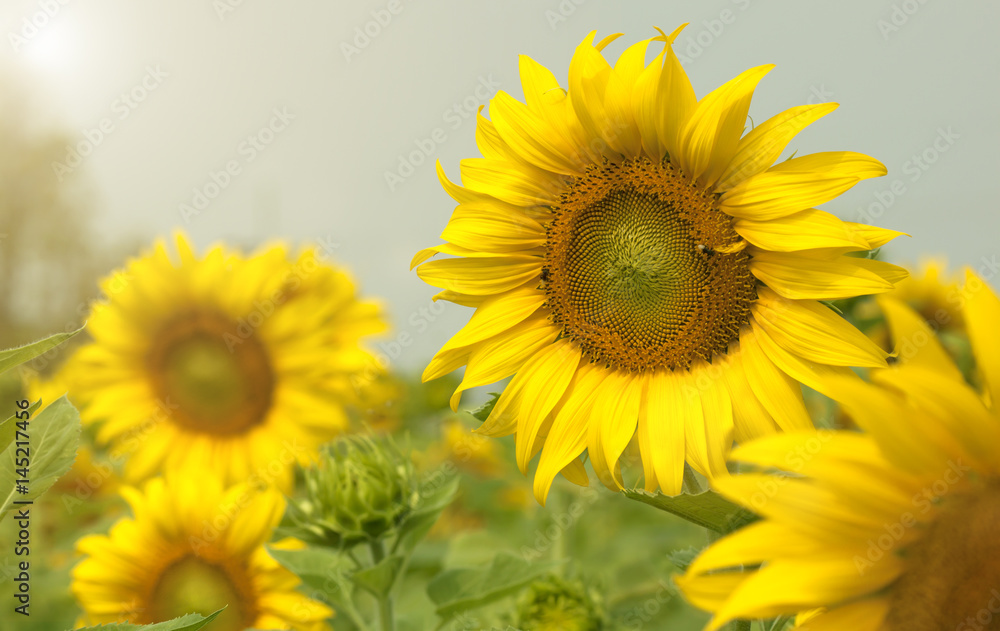 Obraz premium Sunflower field