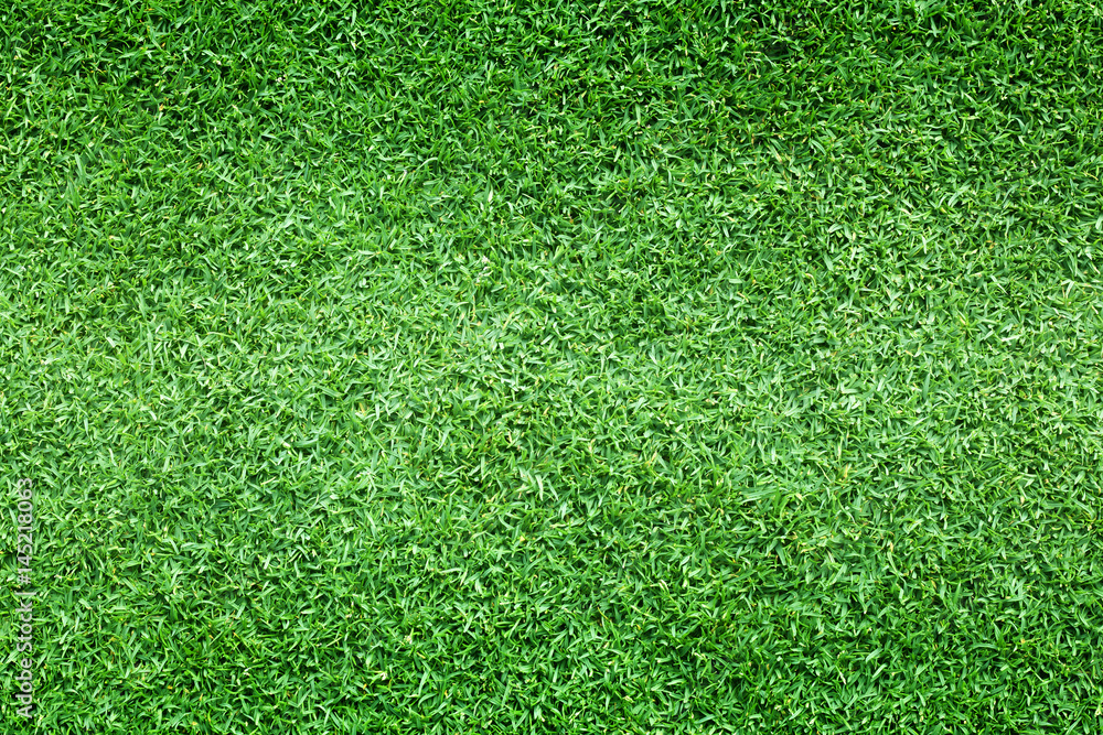 Fototapeta premium grass background Golf Courses green lawn