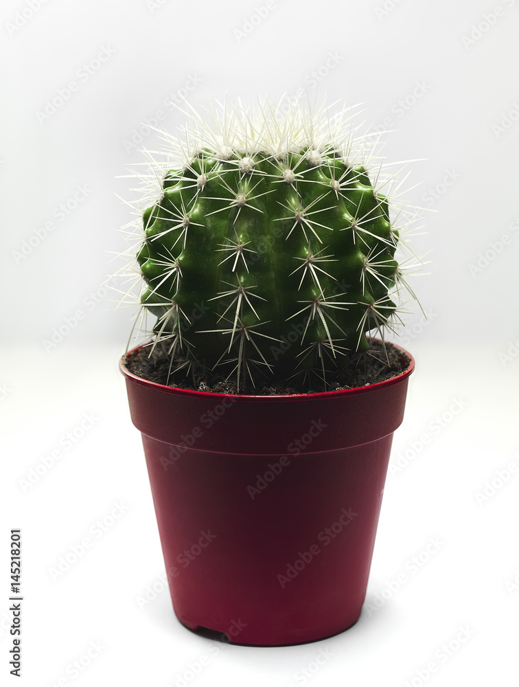 CACTUS CACTUS