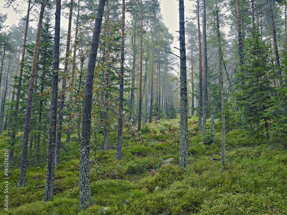 Obraz premium Wald Herbst Durchblick