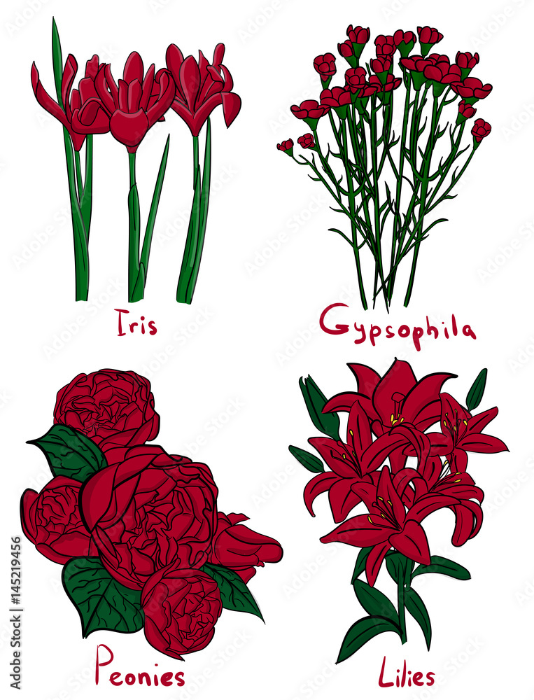 Set. Four kinds of red flowers with names on a white background eps 10  illustration Stock Vector | Adobe Stock