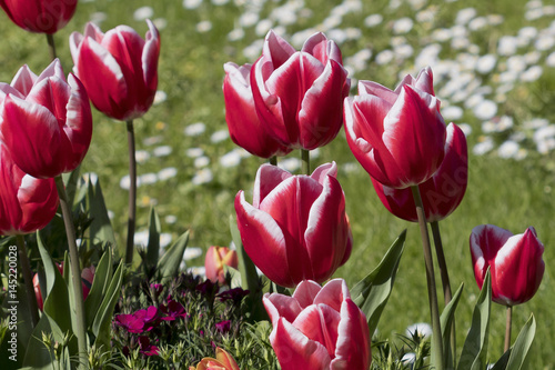 Group of red tulips with white color up the ends  Tulipa gesneriana .