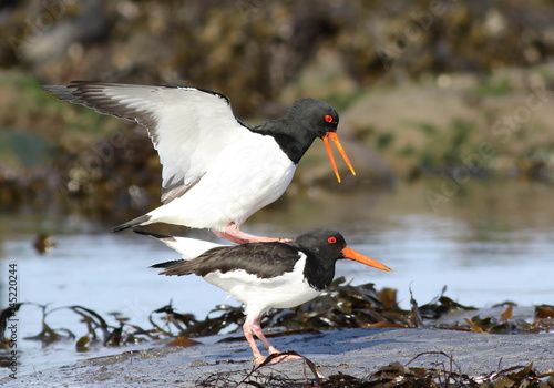 Eurasian oystercatcher, Haematopus ostralegus, birds of Iceland © dule964