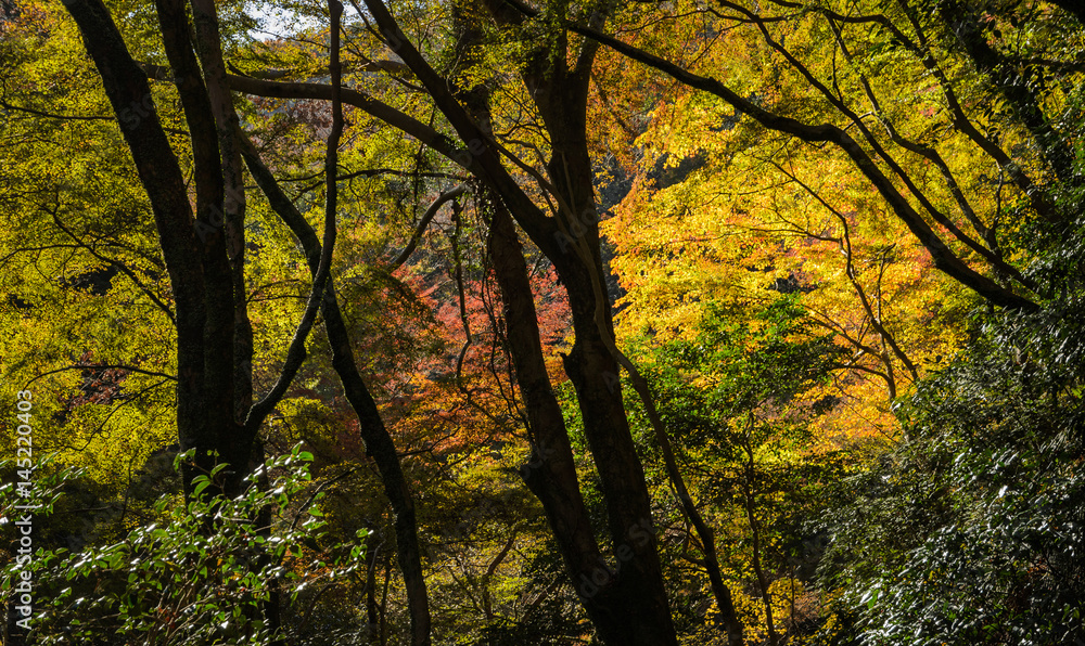 Minoo or Minoh national park in autumn, Osaka, Japan Minoo or Minoh national park in autumn, Osaka, Japan