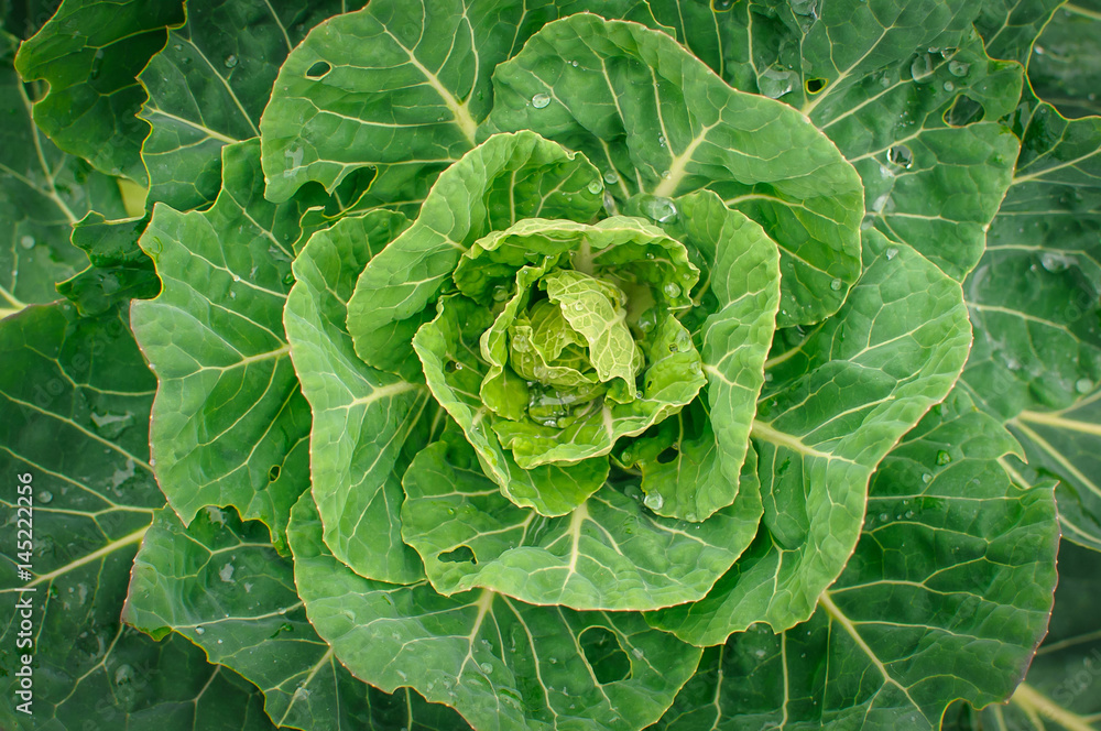 Cabbage from My Garden Cabbage from My Garden