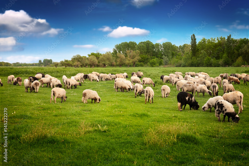 Fototapeta premium Group of sheeps grazing on the meadow