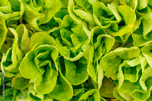 Lettuce from My Garden Top View
