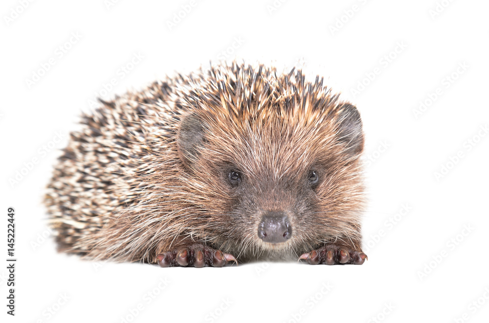 Obraz premium Portrait of adorable hedgehog isolated on white background
